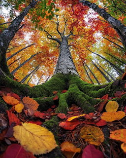 Fisheye view looking up at a tree with colorful autumn canopy and moss-covered roots with fallen leaves