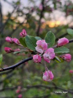 Pink Apple Blossoms
