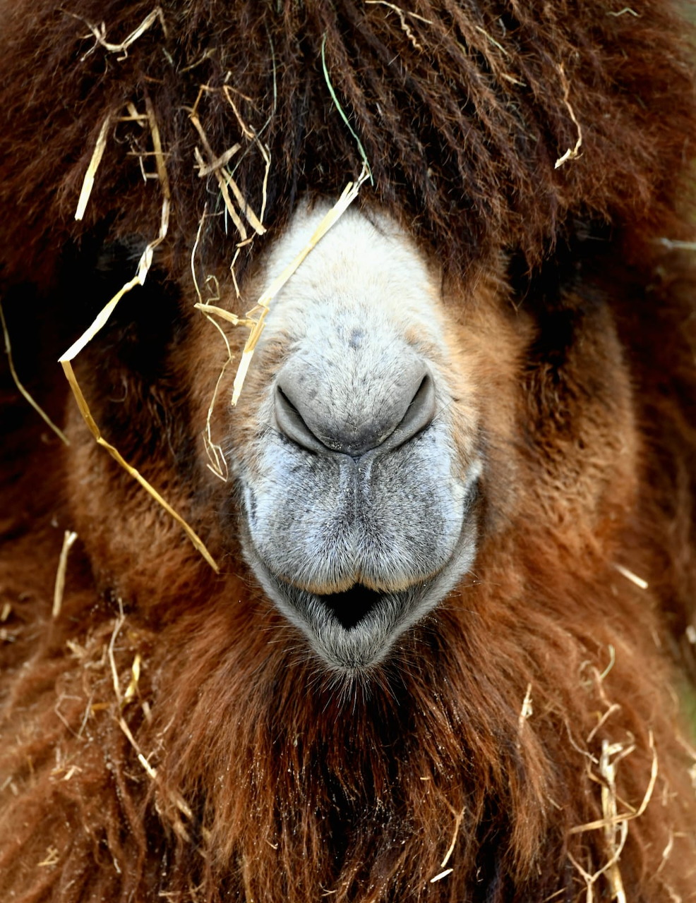 Close-up of a Bactrian camel face with dark brown shaggy fur and closed eyes