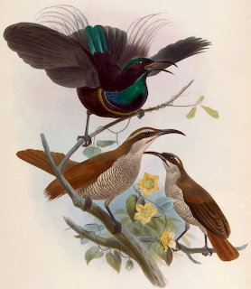 Magnificent Riflebird Birds