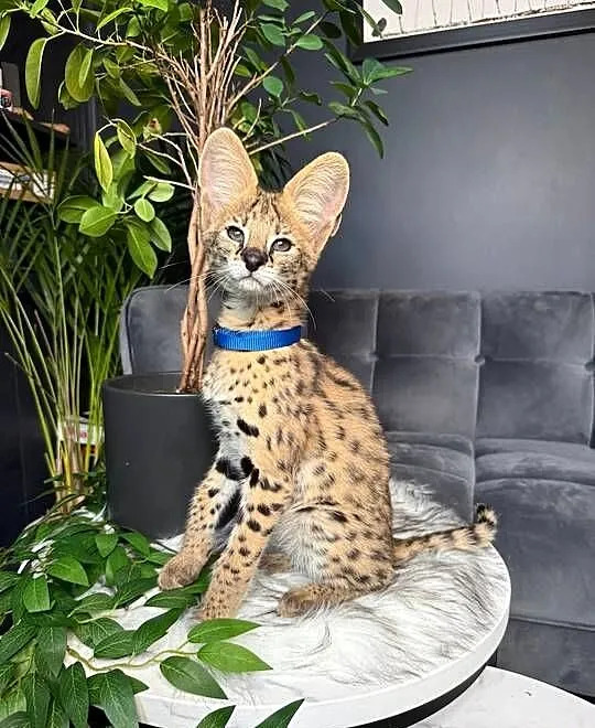 Young African serval cat with blue collar sitting on a white table indoors among green plants