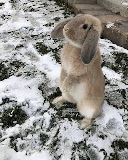 Grey lop-eared rabbit standing on hind legs on snowy ground