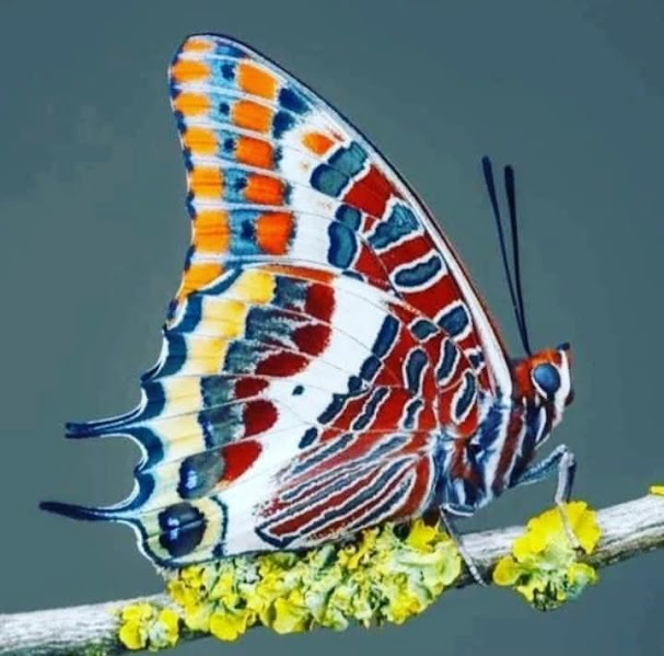 Colorful butterfly with intricate wing patterns perched on branch with yellow flowers