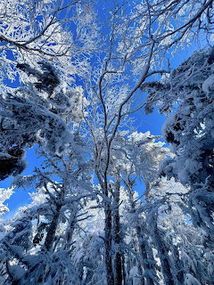 Snow Covered Trees Blue Sky