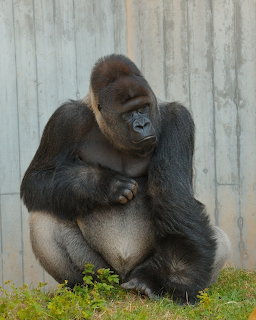 A large gorilla crouching on grass in front of a concrete wall