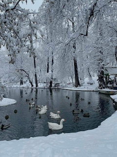 White ducks swimming in a pond surrounded by heavy snow on trees and ground in winter