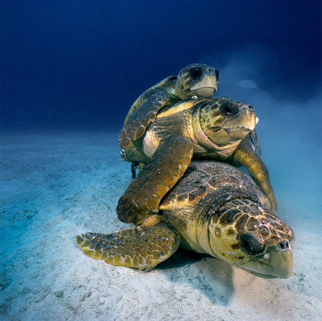 Three sea turtles stacked together on sandy ocean floor in blue water