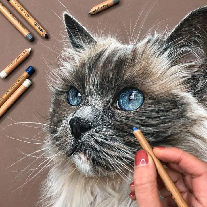 Detailed colored pencil drawing of a long-haired cat with blue eyes surrounded by drawing pencils