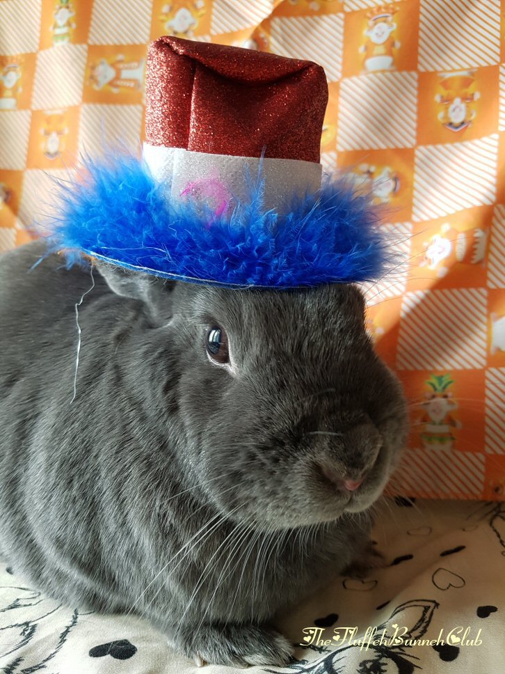 Gray rabbit wearing festive red hat with blue feathers
