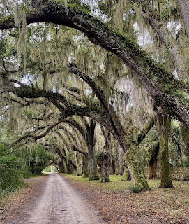 Dirt road under arching oak trees covered in Spanish moss