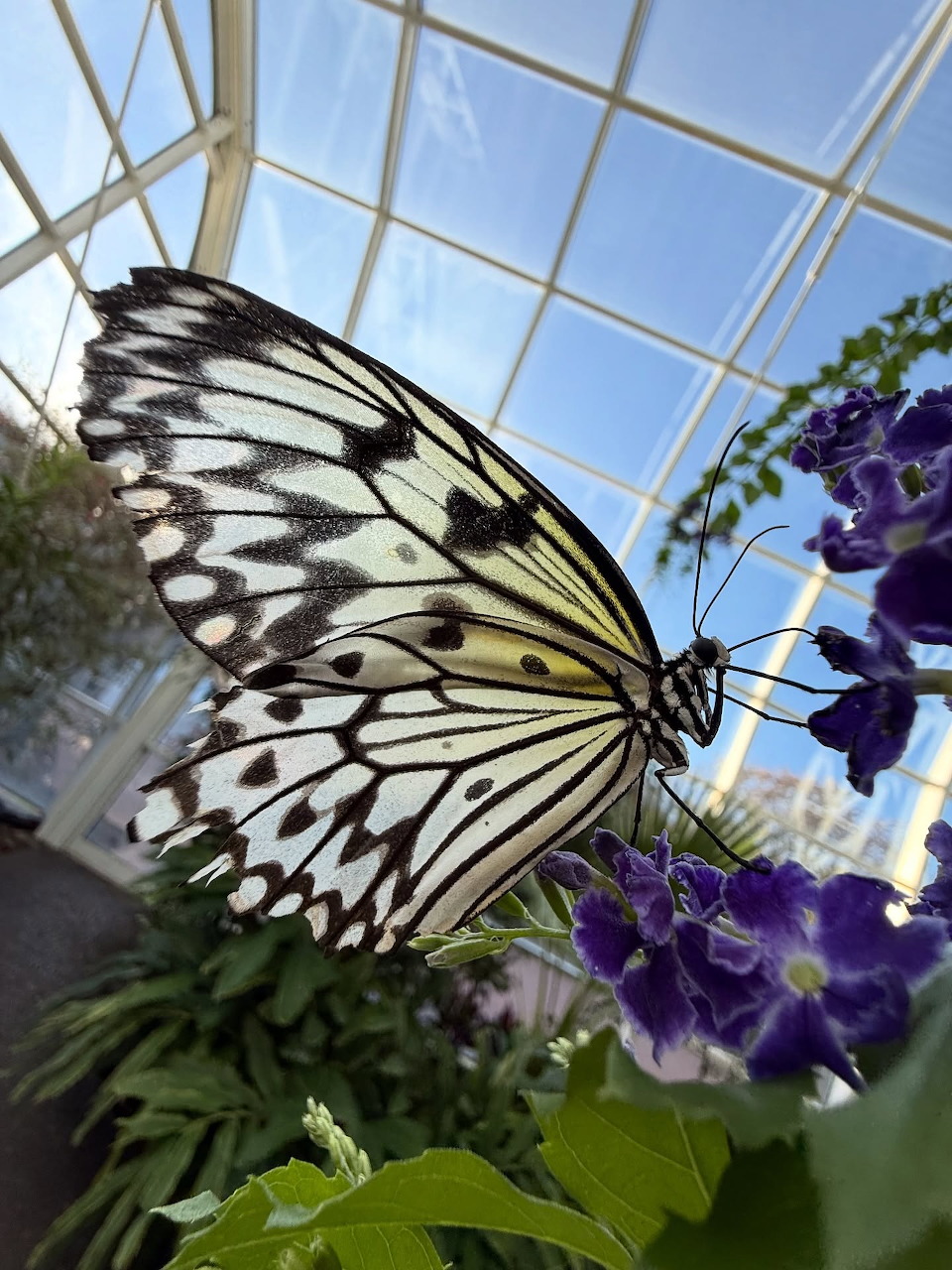 Black and white butterfly resting on purple flowers in a sunny greenhouse with glass roof