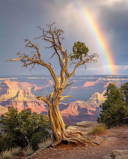 Twisted bare tree on the Grand Canyon rim with a rainbow and storm clouds in the background