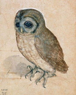 Owl Sketch