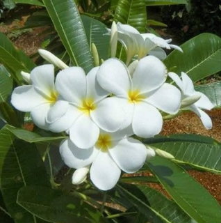 White Plumeria Flowers