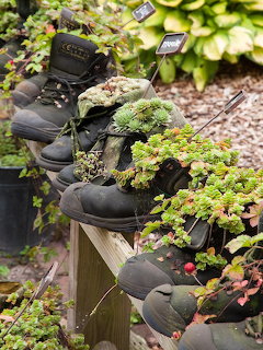 Worn leather boots used as planters with green moss and succulents growing from them on wooden shelves outdoors