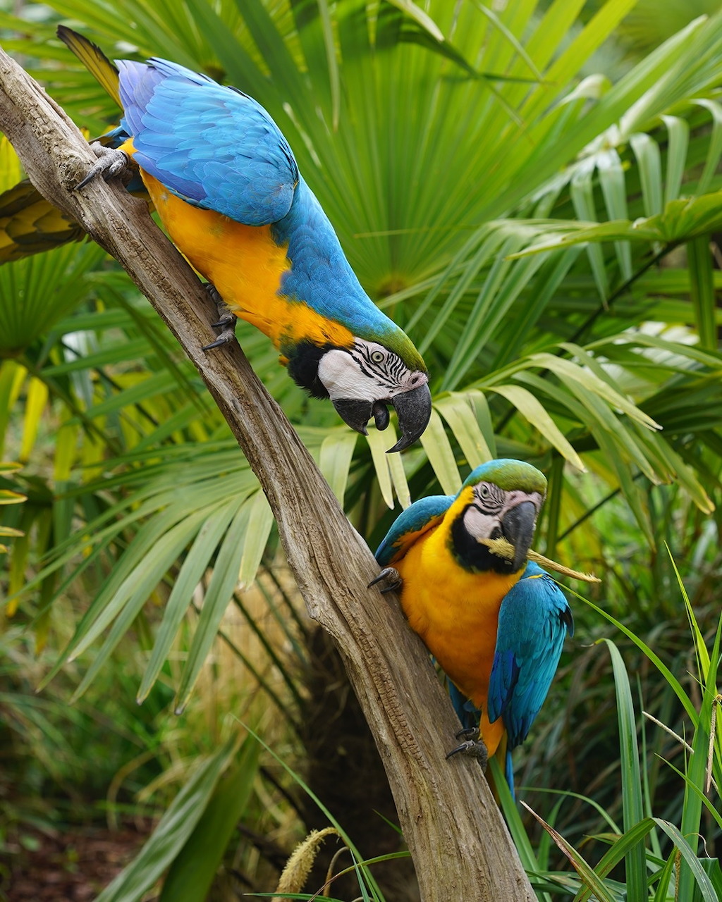Three blue and gold macaws perched on a branch in a tropical setting with green palm leaves