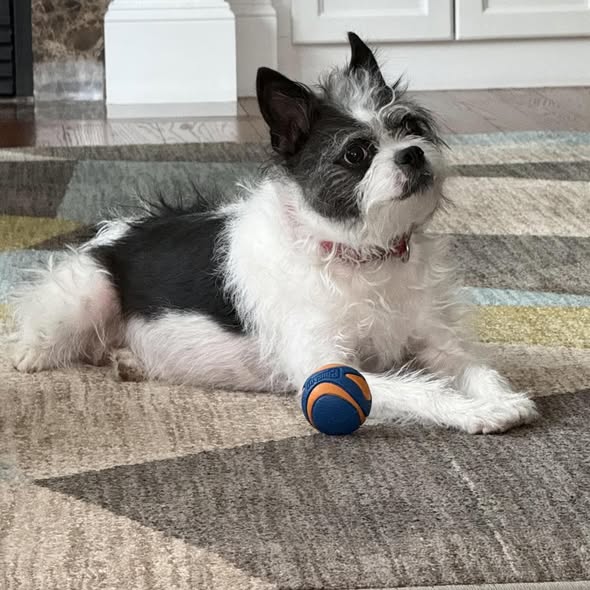 Small black and white dog with fluffy fur lying on striped rug with toy ball