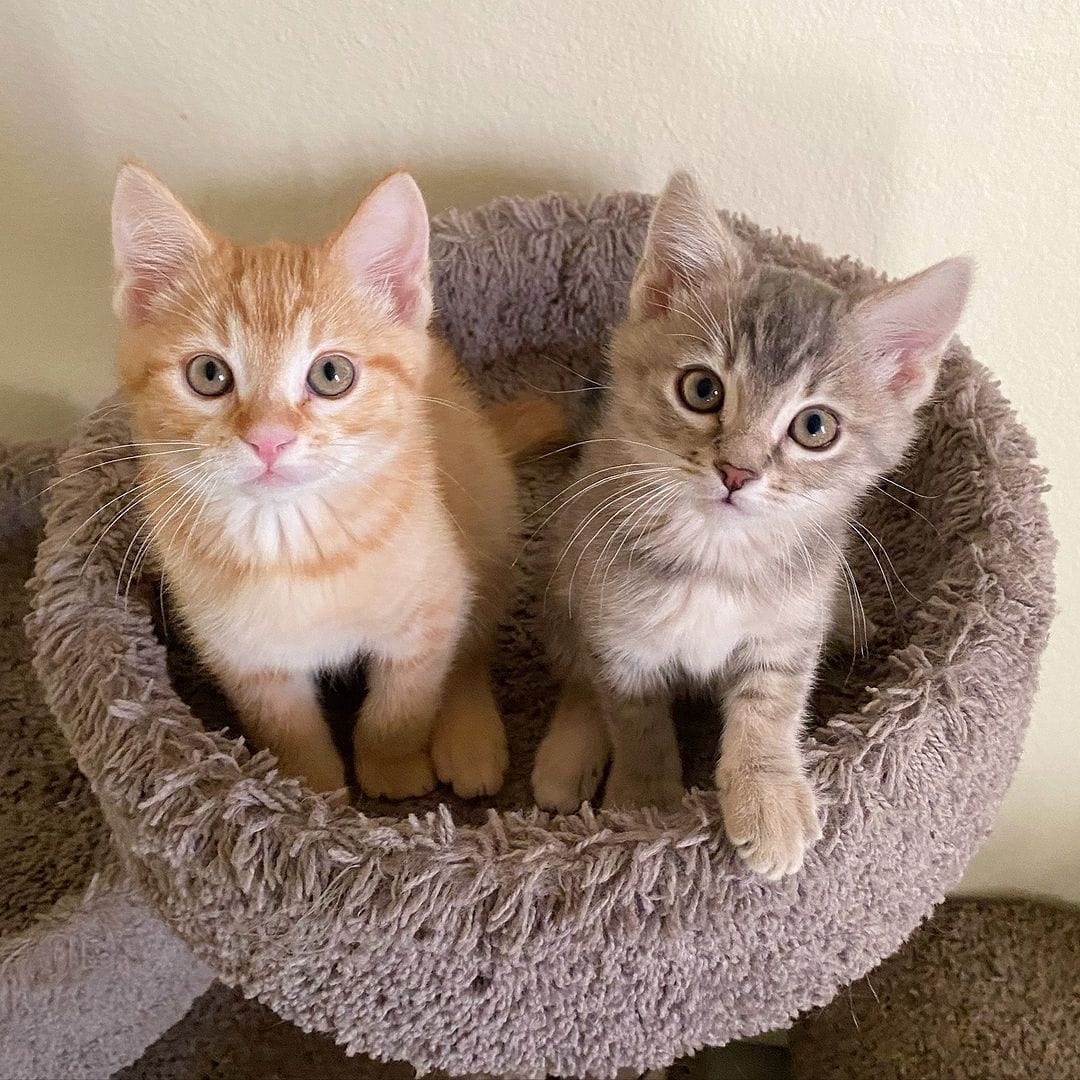 Two kittens sitting together in a plush round cat bed indoors