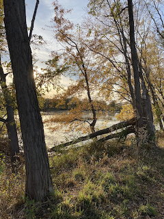 Autumn trees with golden leaves along a marshy riverbank with fallen branches and dry grass