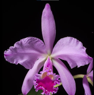 Close-up of a pink and purple Cattleya warneri orchid on a black background