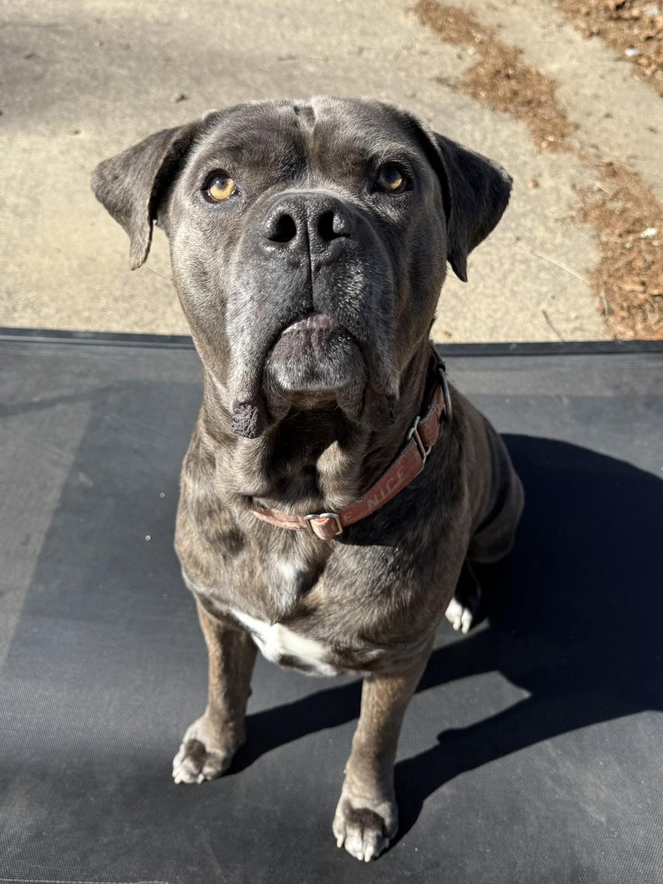 Gray pit bull dog sitting on dark mat looking at camera