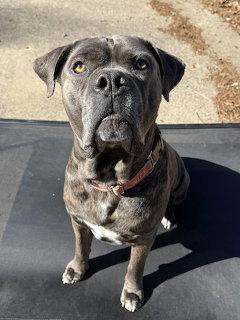Gray Pit Bull Portrait