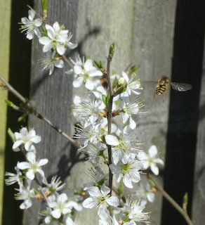 Hoverfly flying near white spring blossom flowers with a wooden fence background