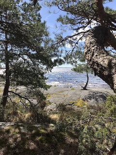 Rocky coastal shore seen through pine tree branches with blue ocean in the background