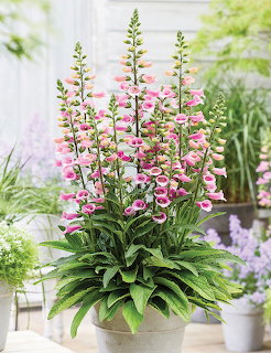Pink foxglove flowers in pot with lush green foliage in sunlit indoor space