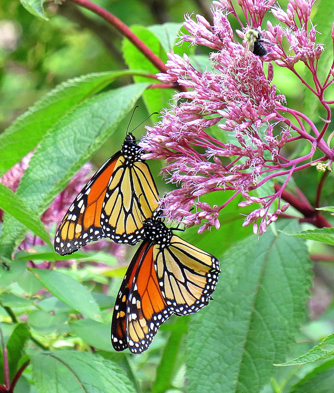 Two monarch butterflies with orange and black wings resting on pink flowers among green leaves