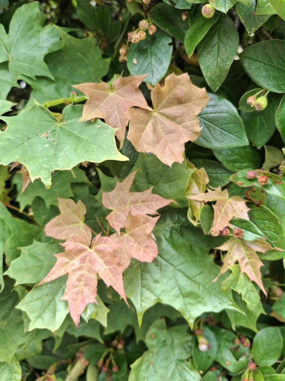 Close-up of green and brown leaves among dense foliage