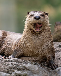 Riverotter with open mouth resting on gray rocks with blurred green background