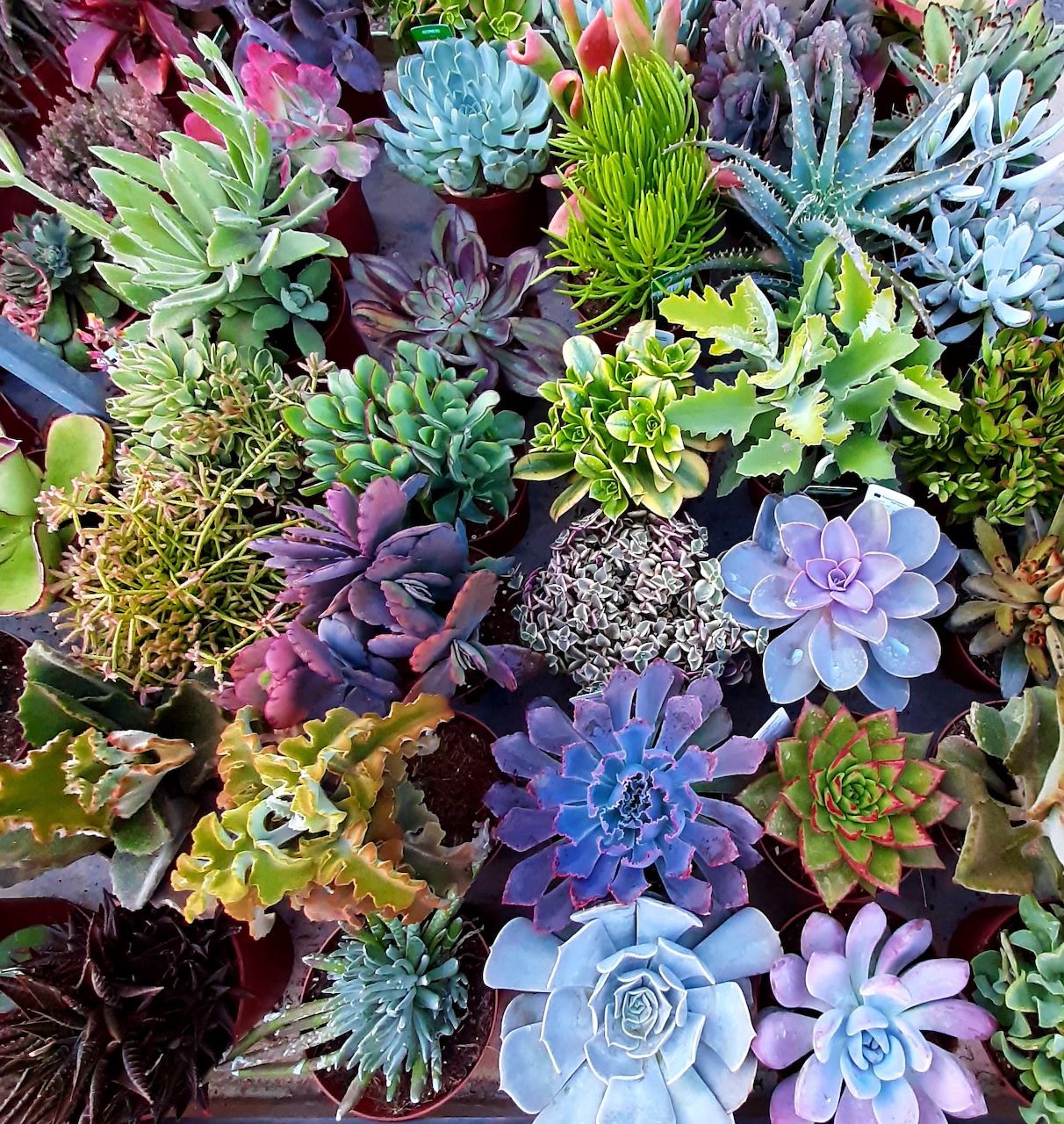 Dense arrangement of colorful succulents in various shades of purple, blue, green, and yellow