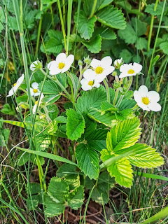 Close-up of wild strawberry plant with white flowers and green leaves among grass