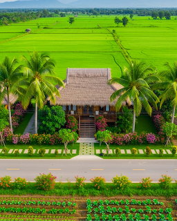 Wooden farmhouse with thatched roof among palm trees, overlooking bright green rice fields