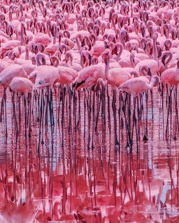Pink Flamingo Flock