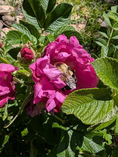 Bumblebee gathering pollen from a bright pink rose flower with textured green leaves in background