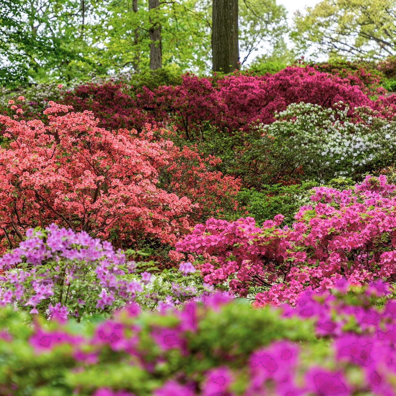 Blooming azalea garden with pink, purple, and white flowers beneath tall trees