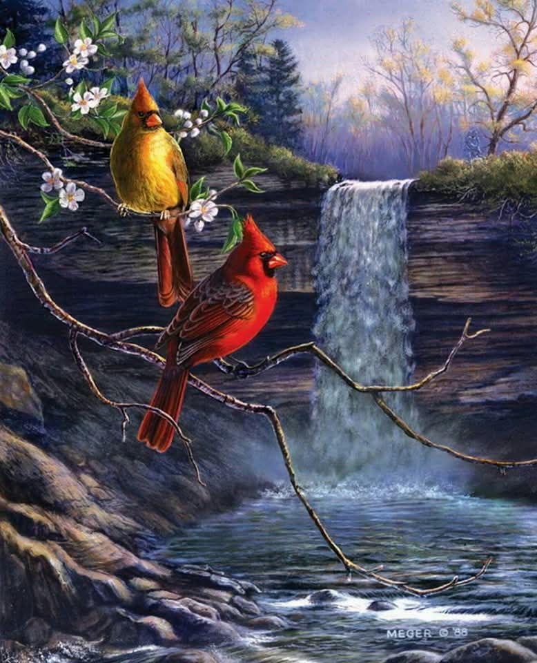 Cardinals at Waterfall
