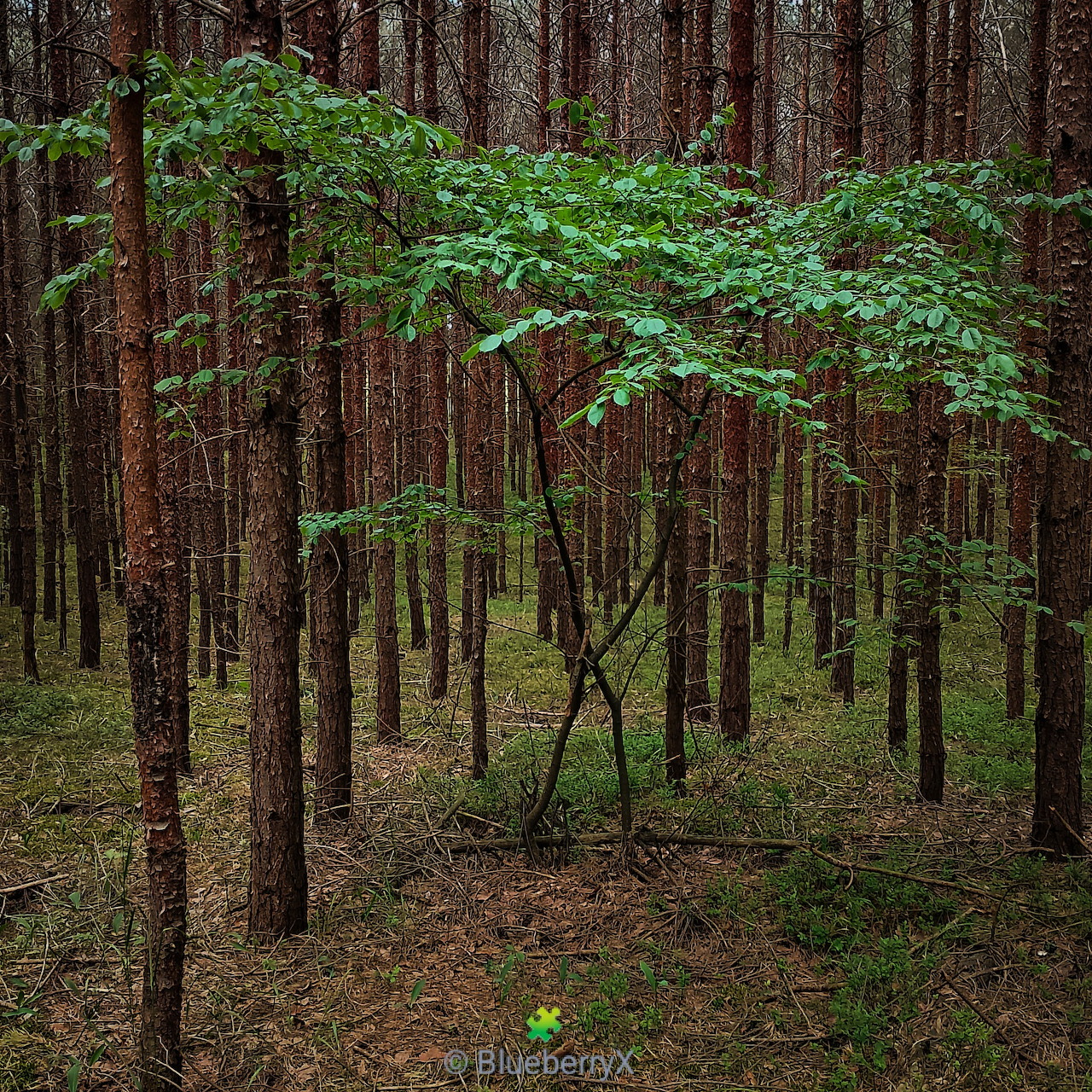 Tall pine trees in a quiet forest with a leafy green sapling in the center