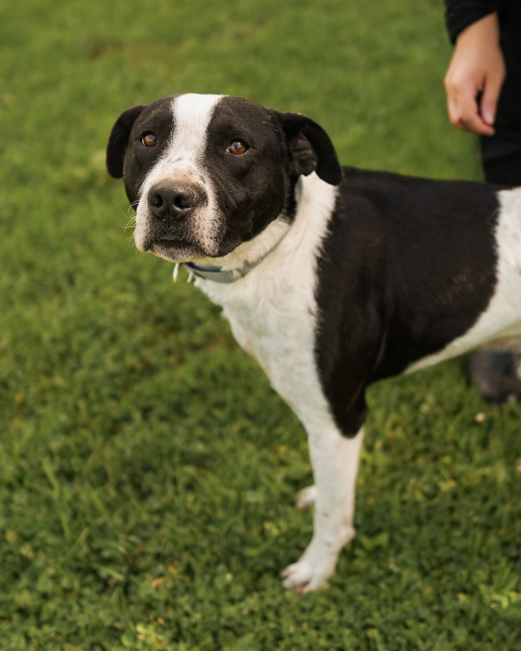 Black and white dog standing on grass looking at camera
