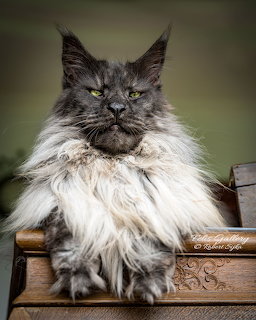Dark grey and white Maine Coon cat with long fur resting on a wooden surface looking stern