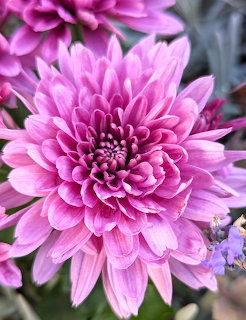 Close-up of pink aster flowers with layered petals and soft purple hues against green leaves