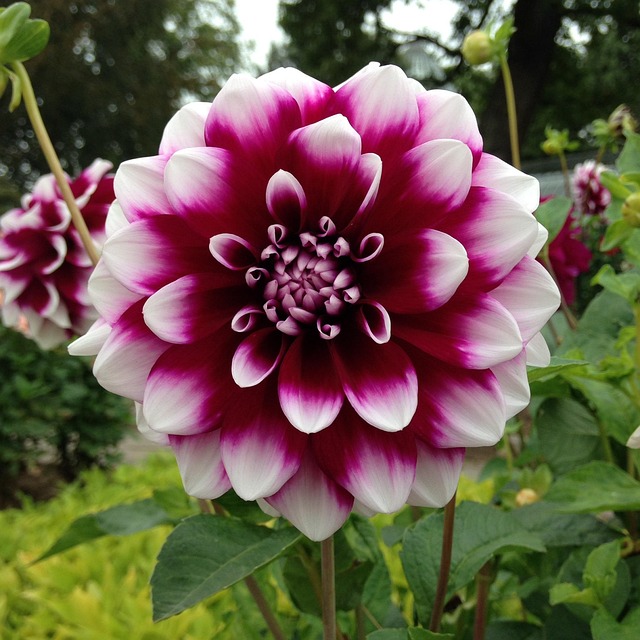 Pink White Dahlia Flower