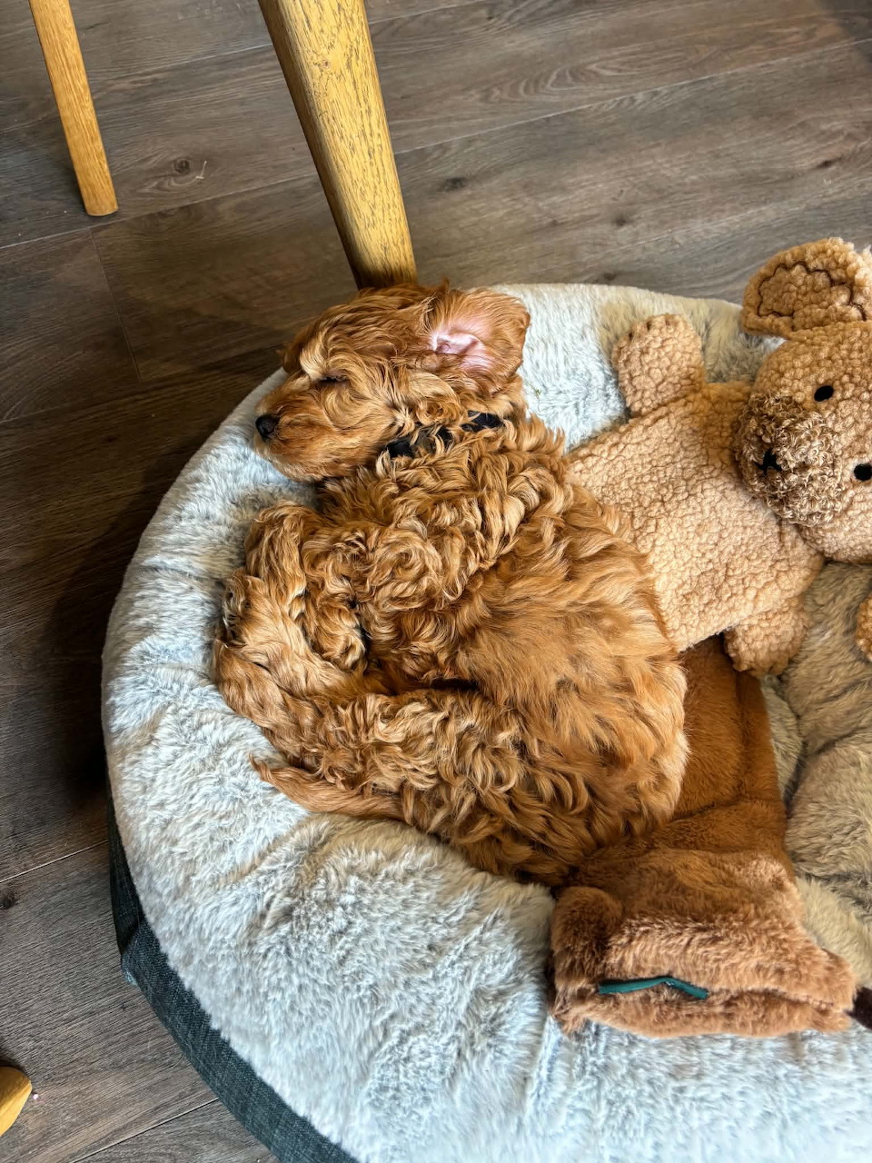 Curly brown puppy sleeping in a round dog bed next to a teddy bear