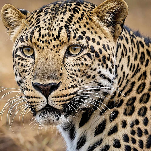 Close-up of an African leopard looking forward with spotted fur and a blurred grass background.