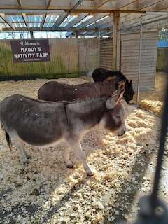 Two donkeys in a barn with wooden beams and hay on the ground