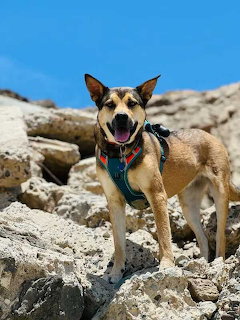 Service dog in harness standing on rocks against blue sky