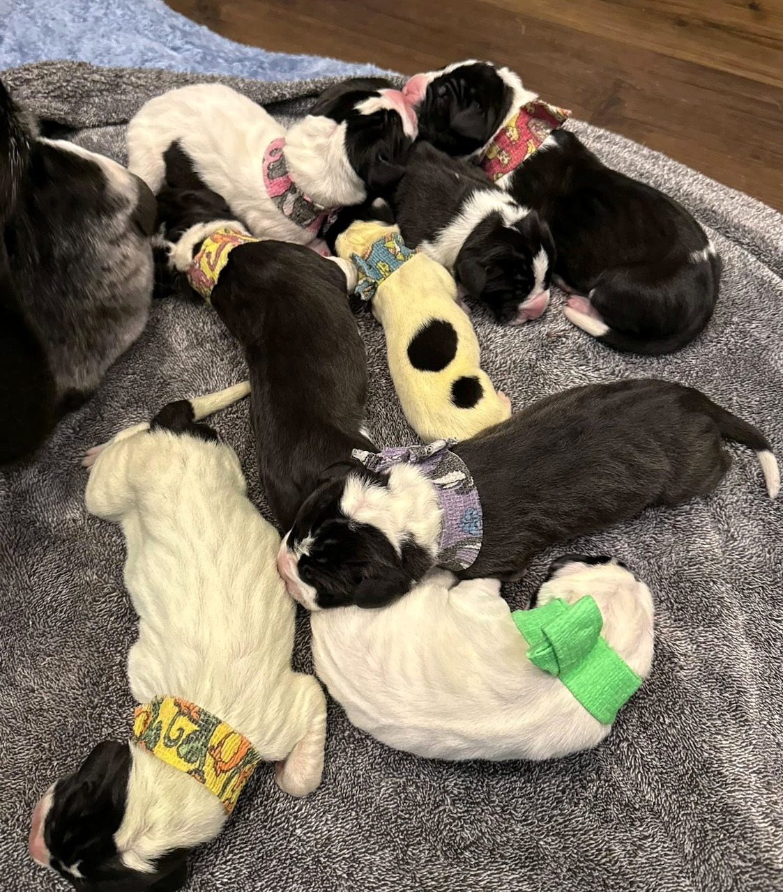 Group of black and white puppies with colorful collars huddled together on a gray blanket