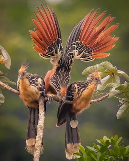 Three hoatzin birds with spread wings and crests perched on a branch